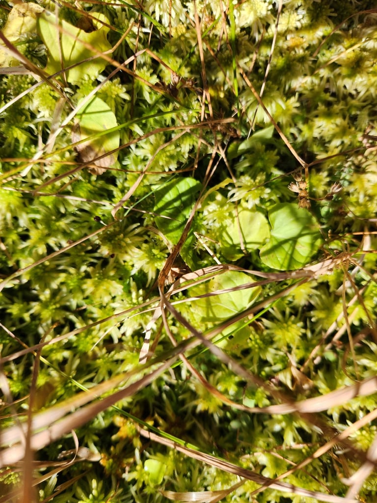 Planta perenne de baja altura con hojas basales redondeadas y flores lilas o azul pálido
