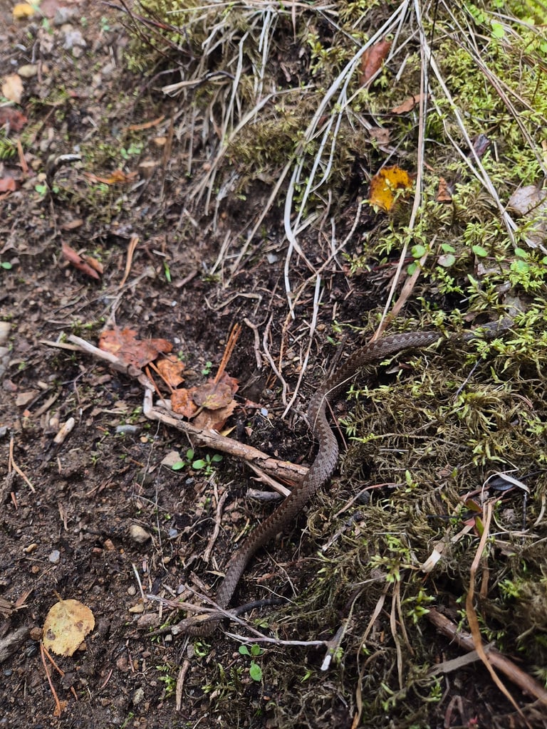 A thick-bodied gray-brown snake with a dark zigzag stripe running down its back and a V-shaped mark on its head, coiled on open ground near low vegetation.