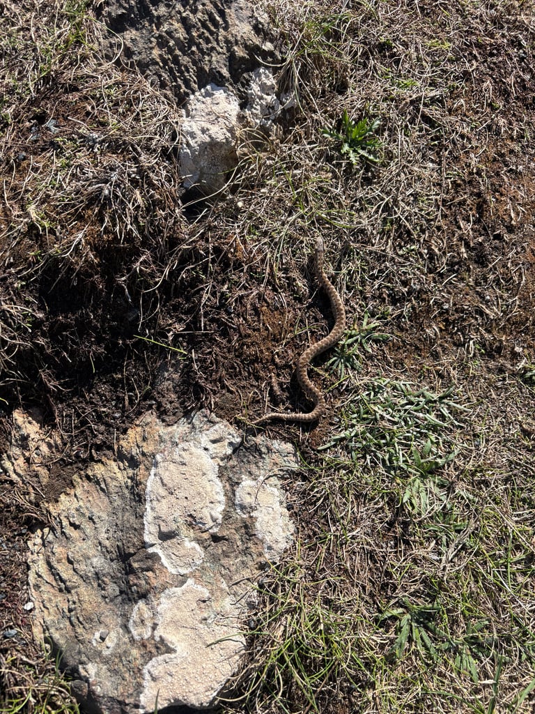 A thick-bodied gray-brown snake with a dark zigzag stripe running down its back and a V-shaped mark on its head, coiled on open ground near low vegetation.