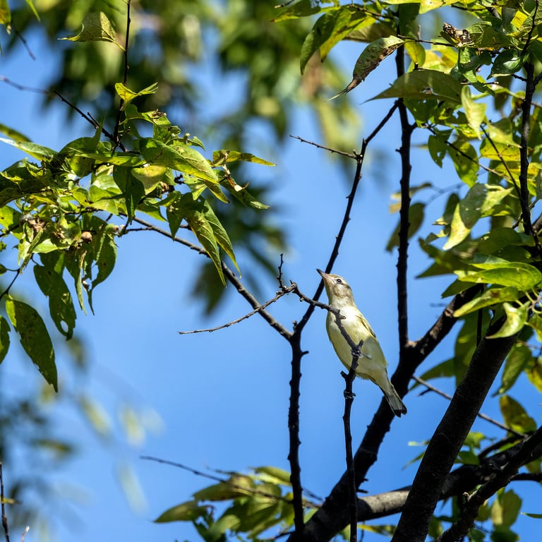 A small olive-brown songbird with yellow underparts, a grey crown, dark eyes, a dark line through the eye, and a white stripe above it, perched among tree foliage