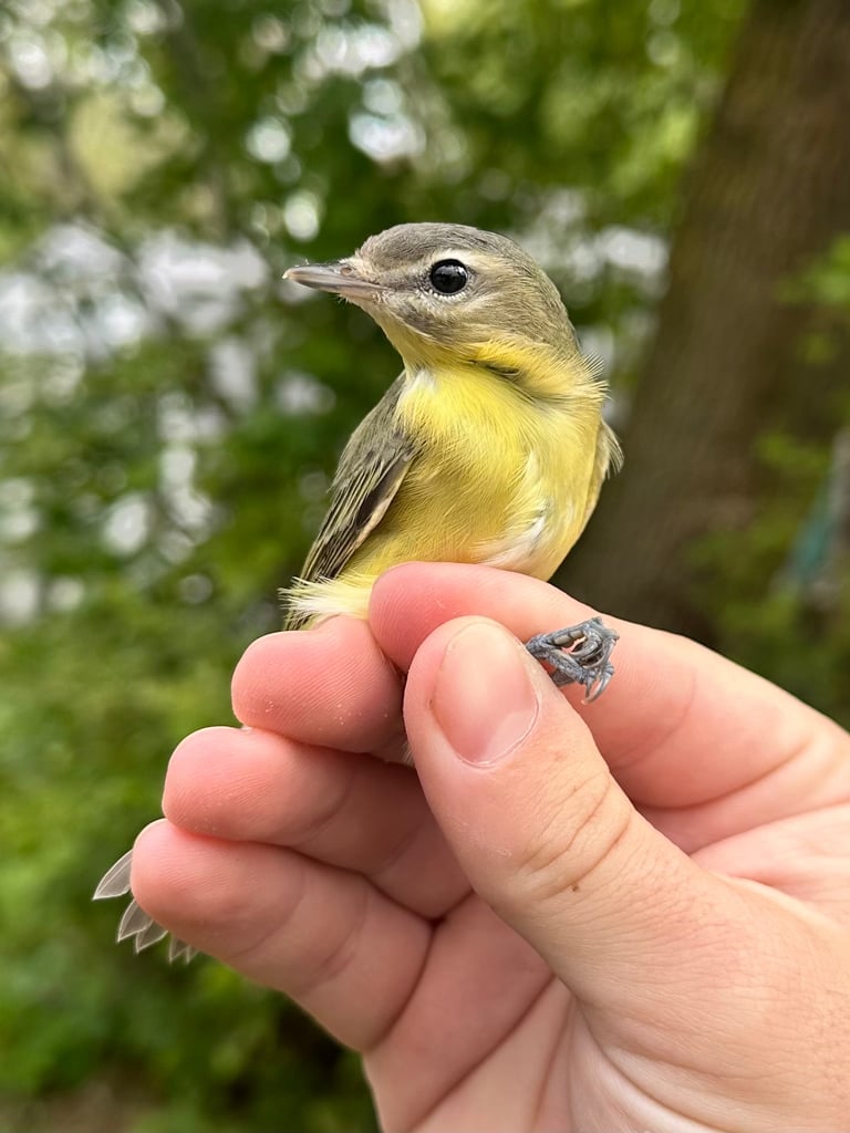 A small olive-brown songbird with yellow underparts, a grey crown, dark eyes, a dark line through the eye, and a white stripe above it, perched among tree foliage