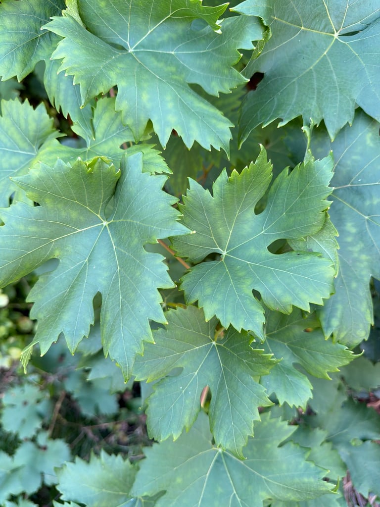 Cacho de uvas maduras pendurado em ramos de videira com folhas lobadas verde-escuras