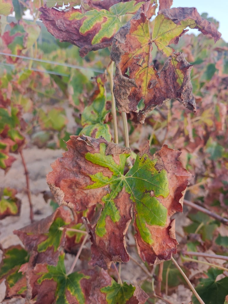 Cacho de uvas maduras pendurado em ramos de videira com folhas lobadas verde-escuras