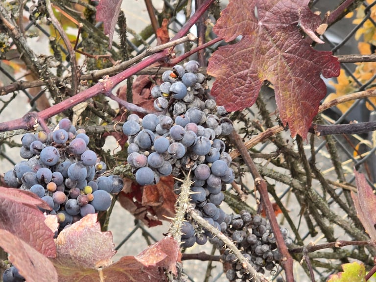 A climbing grapevine with palmately lobed green leaves, curling tendrils, and hanging clusters of round purple-black grapes coated in a pale waxy bloom.