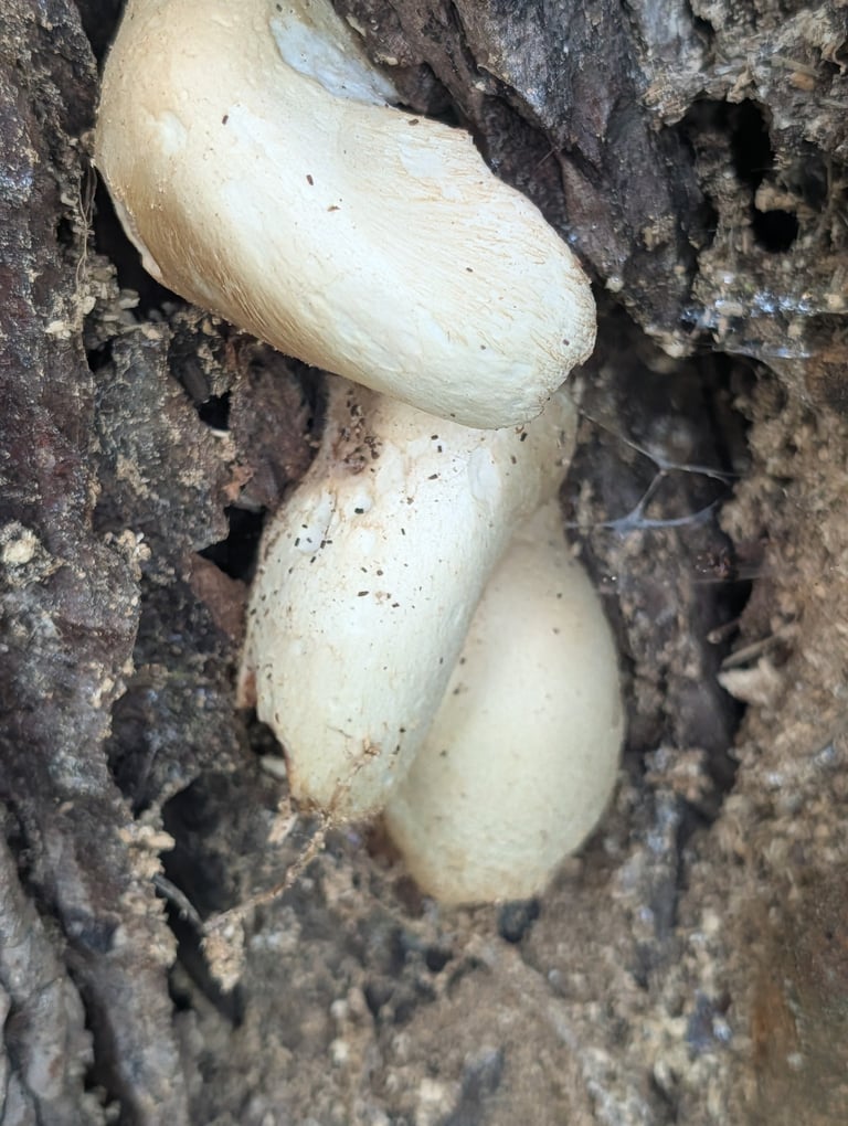 A large silky-white mushroom with a bell-shaped cap covered in fine fibrils, pink gills, and a shaggy saclike volva at the base of its stem, growing from a wound in a tree trunk