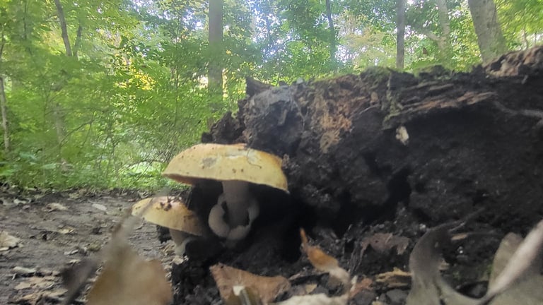 A large silky-white mushroom with a bell-shaped cap covered in fine fibrils, pink gills, and a shaggy saclike volva at the base of its stem, growing from a wound in a tree trunk