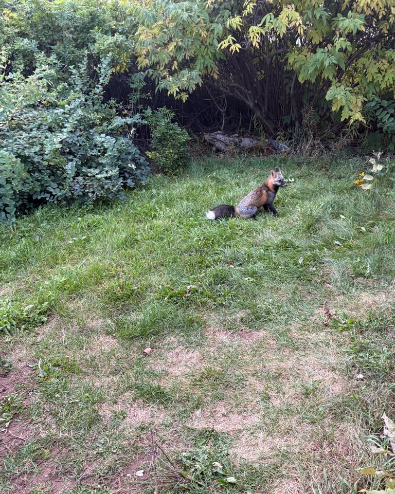A red fox with a slender body, pointed ears, amber eyes, and a long bushy white-tipped tail, standing on rust-colored fur with white underparts and black-backed legs.