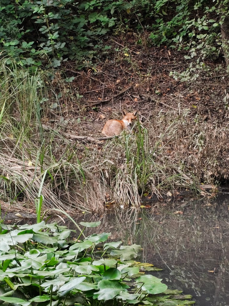A red fox with a slender body, pointed ears, amber eyes, and a long bushy white-tipped tail, standing on rust-colored fur with white underparts and black-backed legs.