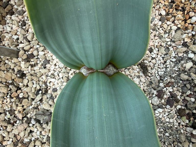A low, woody-crowned desert plant with two long, weathered, strap-shaped gray-green leaves splayed across sand, resembling a pile of tangled ribbons rather than a typical tree or shrub.