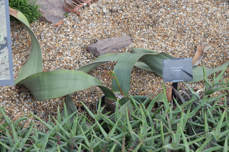 A low, woody-crowned desert plant with two long, weathered, strap-shaped gray-green leaves splayed across sand, resembling a pile of tangled ribbons rather than a typical tree or shrub.