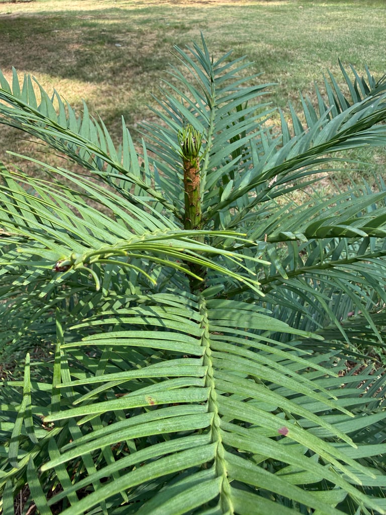 A tall evergreen conifer with dark, knobbly brown bark, several trunks rising from a coppiced base, and flat, linear lime-green to yellowish-green leaves arranged in flattened ranks along the branches.