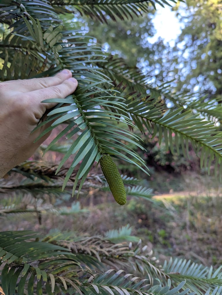 A tall evergreen conifer with dark, knobbly brown bark, several trunks rising from a coppiced base, and flat, linear lime-green to yellowish-green leaves arranged in flattened ranks along the branches.