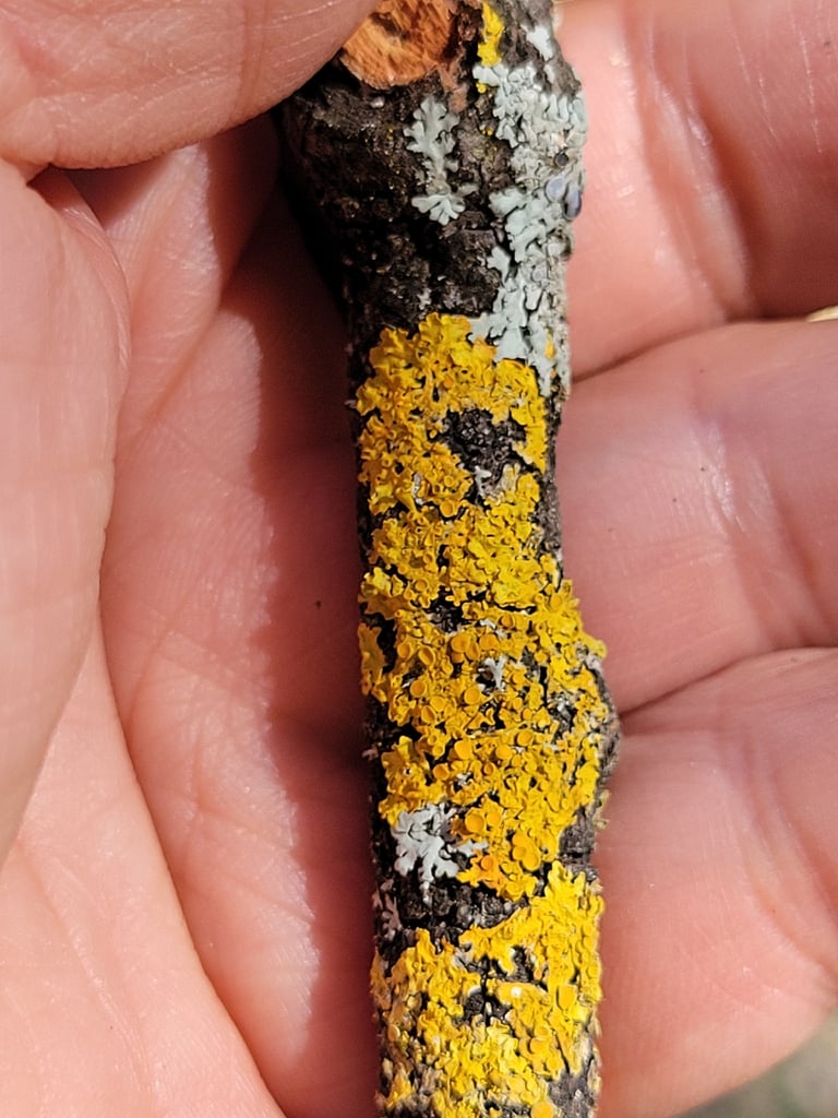 Eine laubartige Flechte mit orangegelben, überlappenden Lappen, die auf einer Steinwand wächst