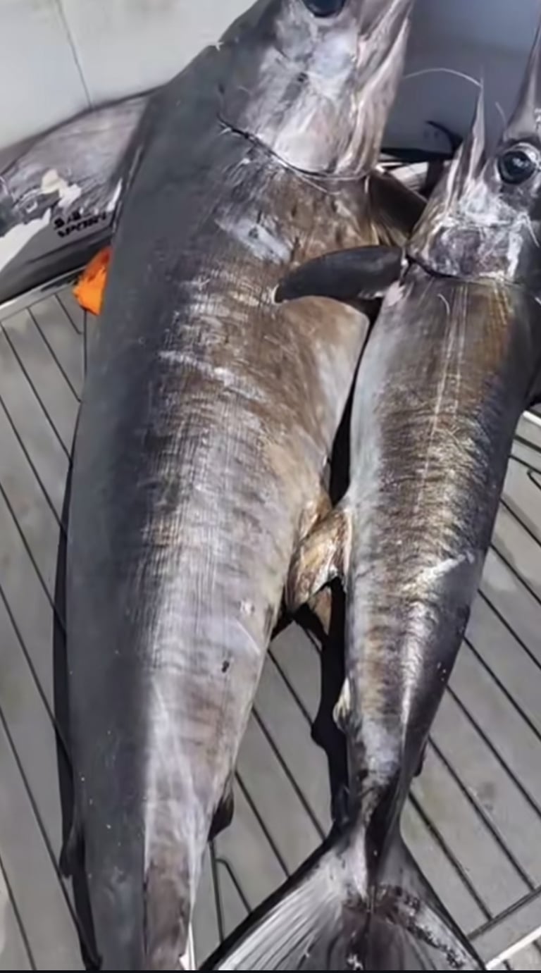 An adult swordfish swimming near the surface, showing its long flat bill, elongated round body, and dark upper body fading to a lighter silvery underside.