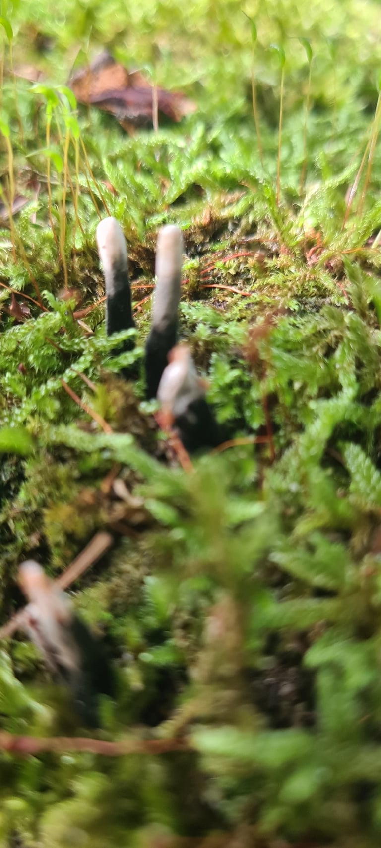 Pequenos corpos de frutificação negros e ramificados, em forma de chifre, crescendo em um tronco de madeira em decomposição.