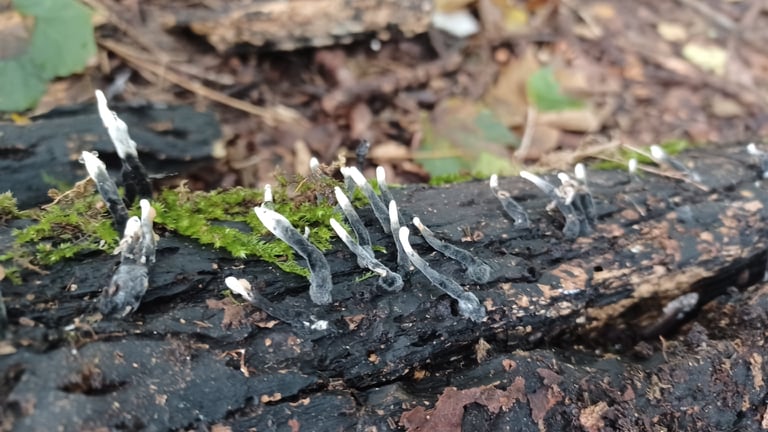 Pequenos corpos de frutificação negros e ramificados, em forma de chifre, crescendo em um tronco de madeira em decomposição.