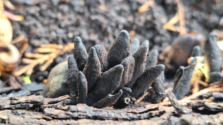 Schwarze, keulenförmige Fruchtkörper der Vielgestaltigen Holzkeule, die büschelig aus morschem Holz ragen und an verkohlte Finger erinnern