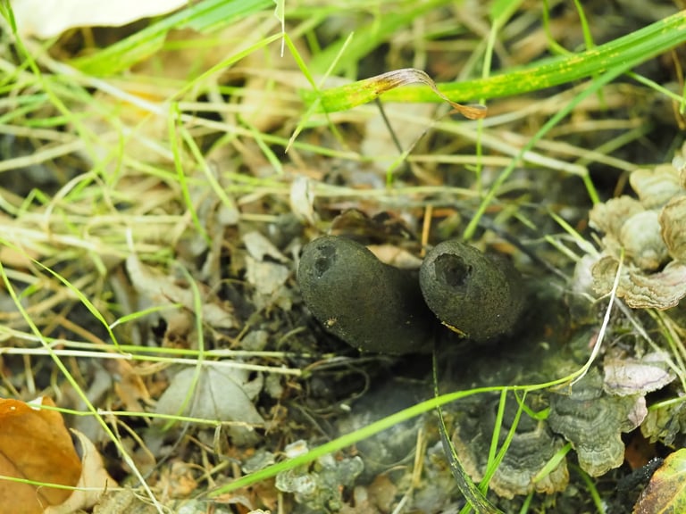 Schwarze, keulenförmige Fruchtkörper der Vielgestaltigen Holzkeule, die büschelig aus morschem Holz ragen und an verkohlte Finger erinnern