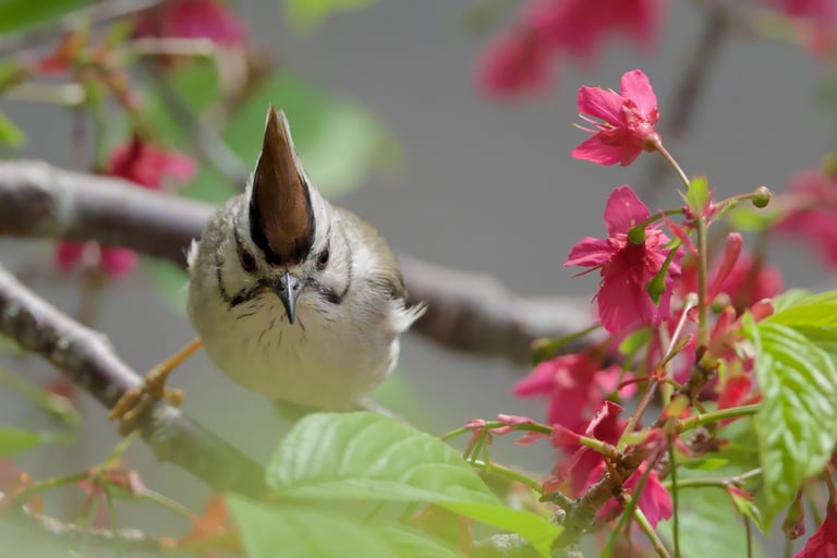 A small songbird with a chocolate brown crest, black beard stripe, dark ash brown back and wings, and a lighter lower breast, perched on a branch