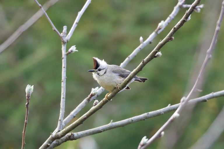 A small songbird with a chocolate brown crest, black beard stripe, dark ash brown back and wings, and a lighter lower breast, perched on a branch