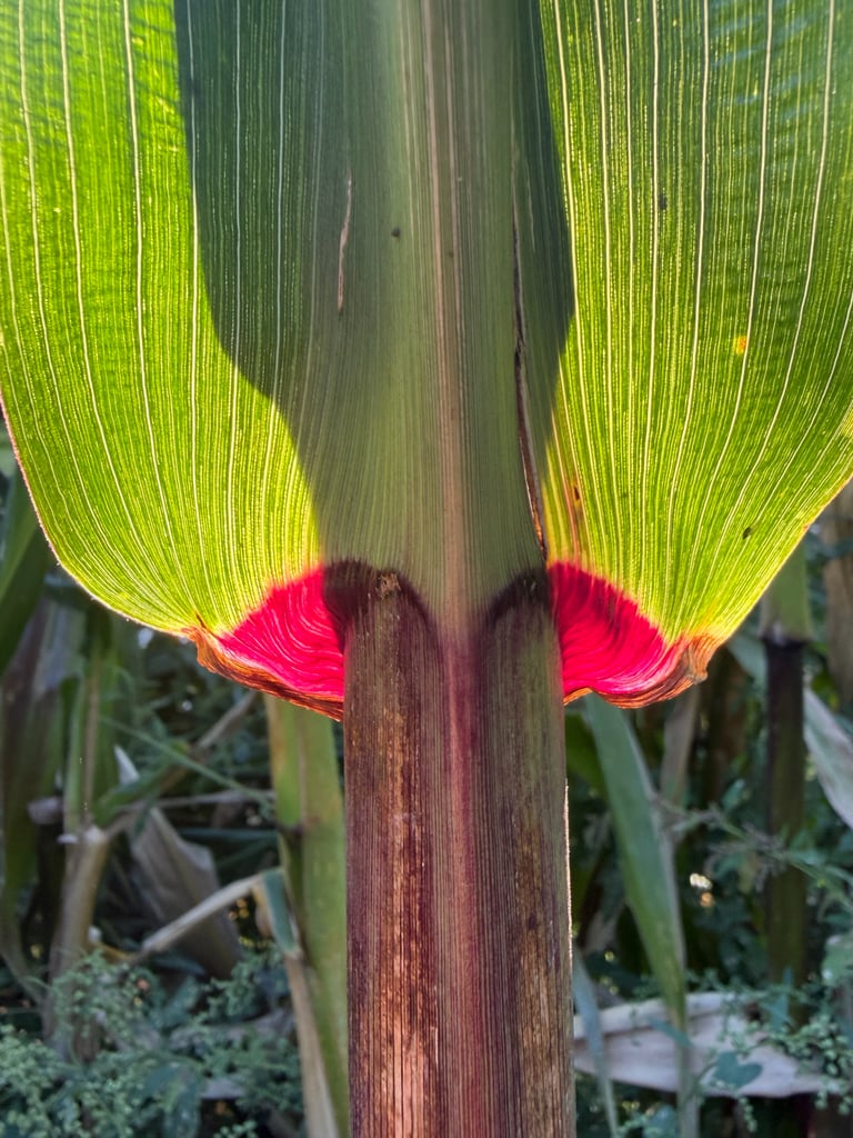 Tanaman jagung dewasa dengan batang tinggi berdaun panjang, tassel di puncak, dan tongkol berbiji kuning terbungkus kelobot