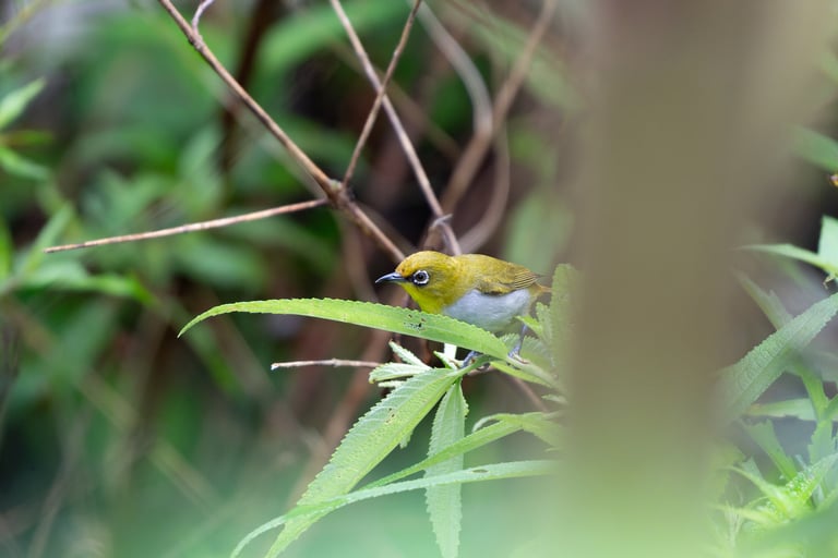 A small yellowish-olive songbird with a bright white ring around the eye, a yellow throat, and a whitish-grey belly, perched on a branch