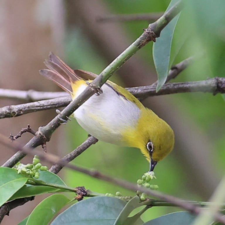 A small yellowish-olive songbird with a bright white ring around the eye, a yellow throat, and a whitish-grey belly, perched on a branch